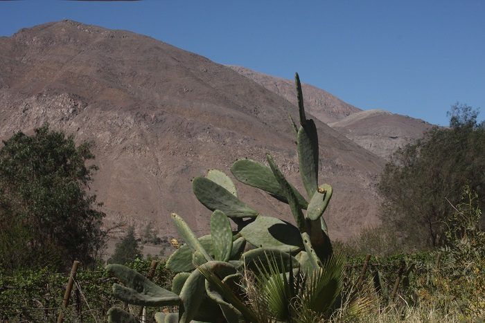 Algún lugar del Valle de Copiapó, Chile. Agosto 2016. Harold Berg