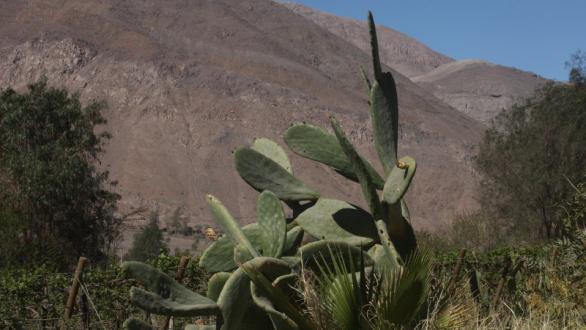 Algún lugar del Valle de Copiapó, Chile. Agosto 2016. Harold Berg  
