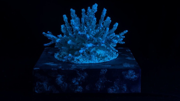 Hybrid Corals and Virtual Exhibitions