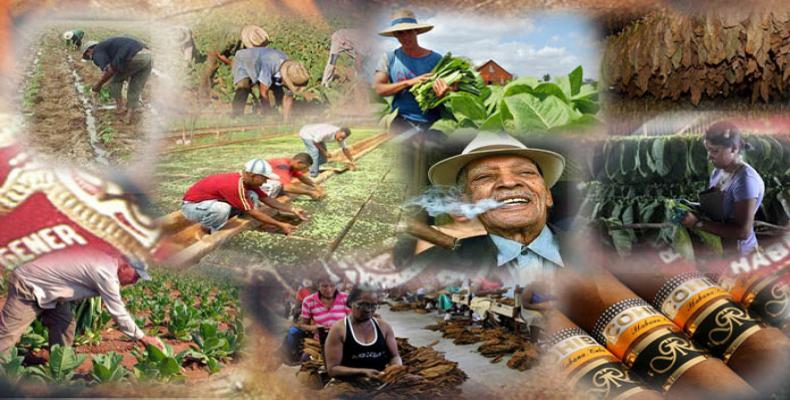 Abre Fernando Reyna original muestra con tabacos cubanos