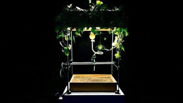 Obra de Electrobiota Collective 