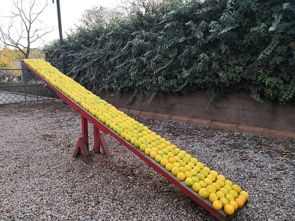 Las desconcertantes naranjas de Ampparito