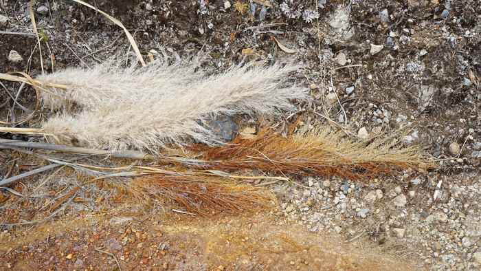 El Premio Wong #Amablesconelplaneta ya tiene ganador 