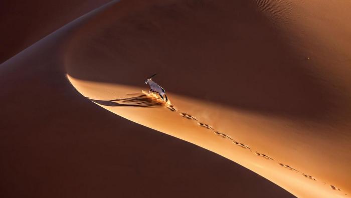 Gary Nader presents Ricardo Cisneros: Namibia, Tierra Sublime