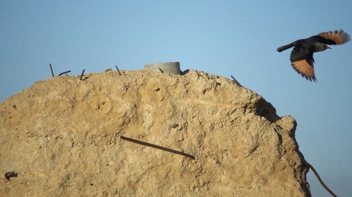 S.M.A.K: Sirah Foighel Brutmann & Eitan Efrat. Lá