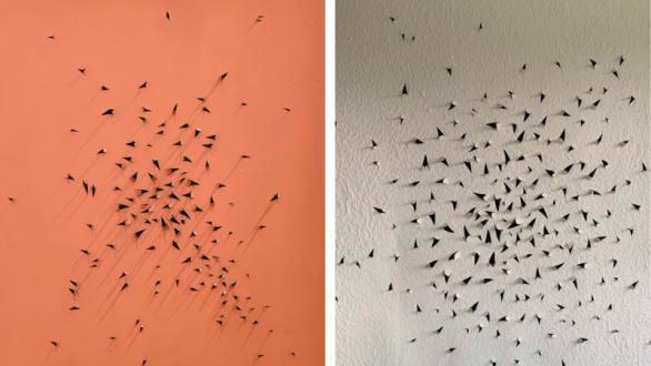 pajaros