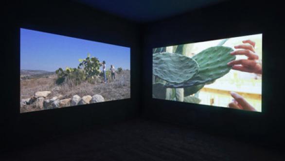 Brognon Rollin, Subbar, Sabra, 2015, Coll. The Israel Museum, Jérusalem, @MAC VAL 2020, Photo Arélien Mole © Brognon Rollin  