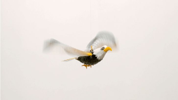 Tromarama´s first solo exhibition in Canada "Amphibia" opens 8 Sep