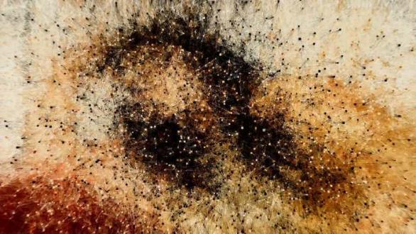 Ix Shells, Eva Bonnier (#2), Still from Video, 2025. Courtesy of the artist. Copyright by Fellowship 2025