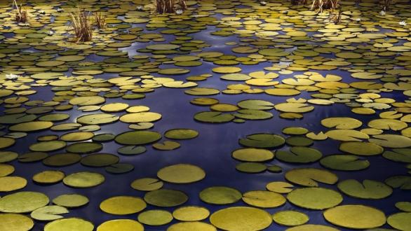 Obra Pond de Thomas Demand