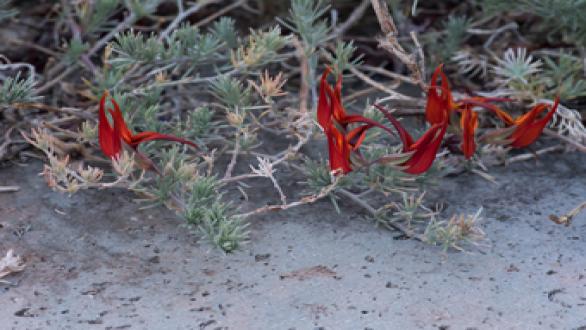 Michael Wang, Parrot’s beak (Lotus berthelotii), Iglesia de San Pedro, Tenerife, Spain, 2015. Courtesy the artist.