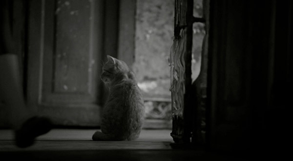 Bola de Pelo. Los Carpinteros 