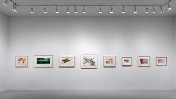 Installation view of Nature's Revenge at Rhona Hoffman Gallery.