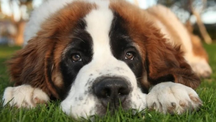 Día Mundial del Perro: Estrellas de 4 patas