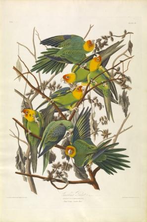 Audubon to Warhol: The Art of American Still Life