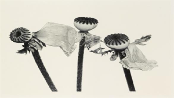 IRVING PENN 