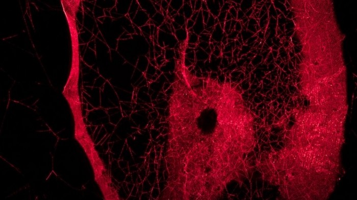 "Más-que-humanas" en Madrid 