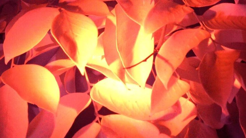 Whitney Museum. Madeline Hollander 