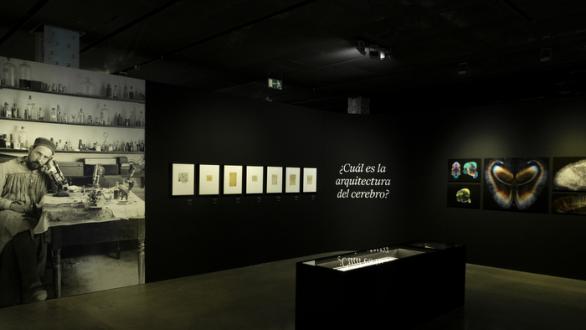 Vista de la muestra ‘Cerebros’