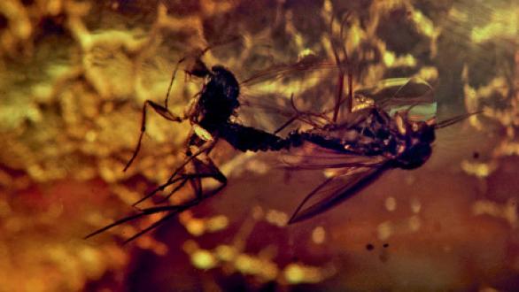 Pierre Huyghe, AMBER Exhibition view from De-Extinction, 2014. Film, colour, stereo sound, 12 mins, 38 secs. Courtesy the artist; Hauser & Wirth, London, © Pierre Huyghe