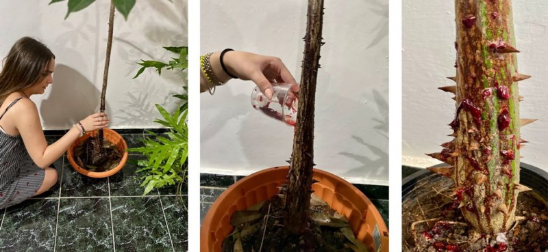 Convergencias, G. W.Lam 13.11.2021 Maria José (serie)