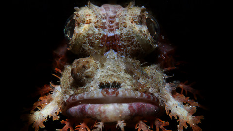 Fotografía bellezas submarinas en Filipinas