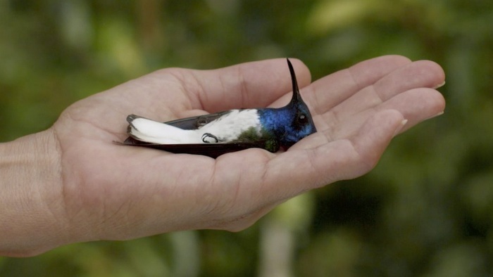 Exhibition in Brazil gathers Latin American indigenous artists to address the environment