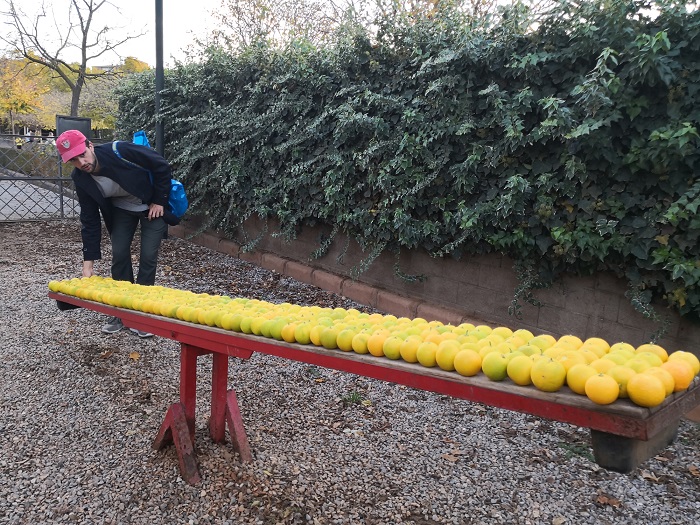Las desconcertantes naranjas de Ampparito