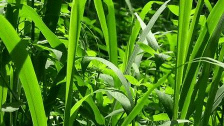 Final weeks: Tromarama Solo Exhibition 'Panoramix