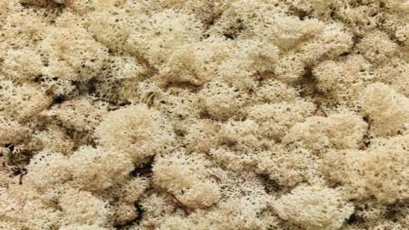 Detalle de Moss Wall, de Olafur Eliasson