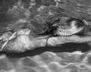 Mermaid 1
Amagansett, New York, 2005 / Impresión con gelatina argentada
Silver Gelatin Print / 124,46 x 152,4 cm